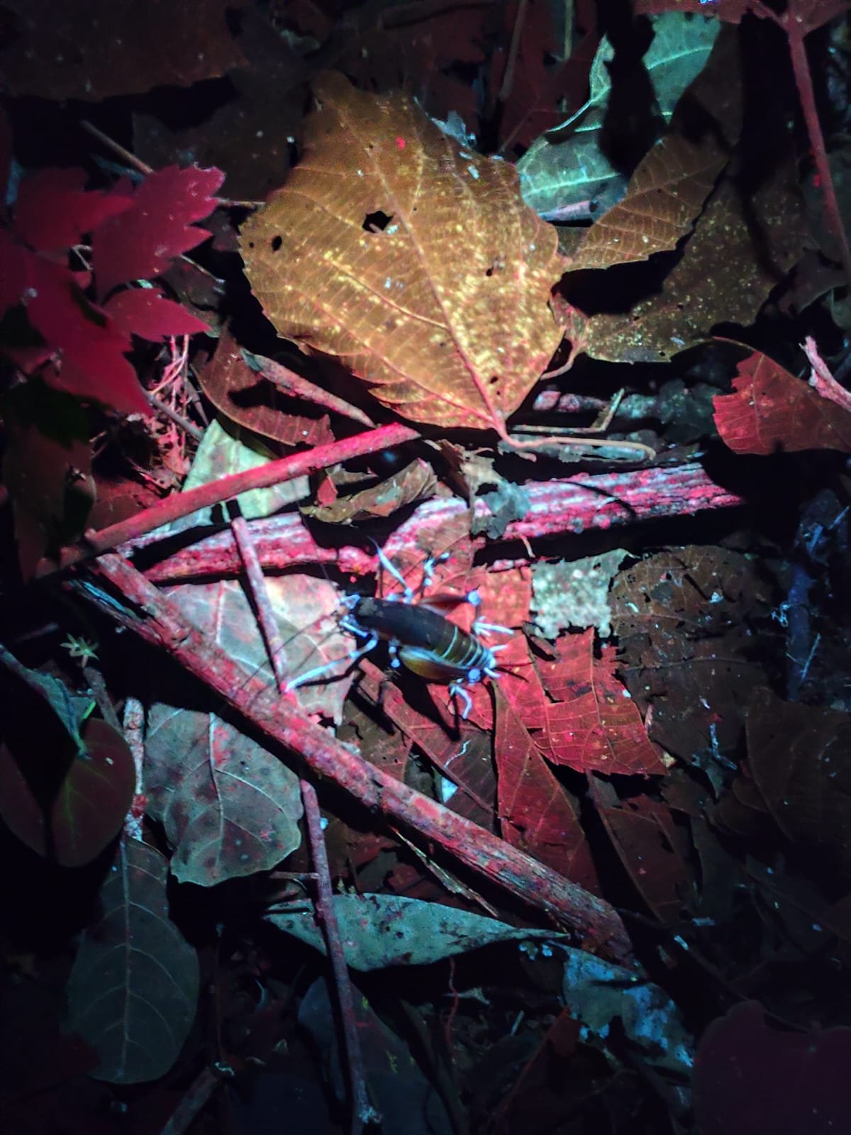 Imagem do WhatsApp de 2025-03-17 à(s) 10.22.02_57633945