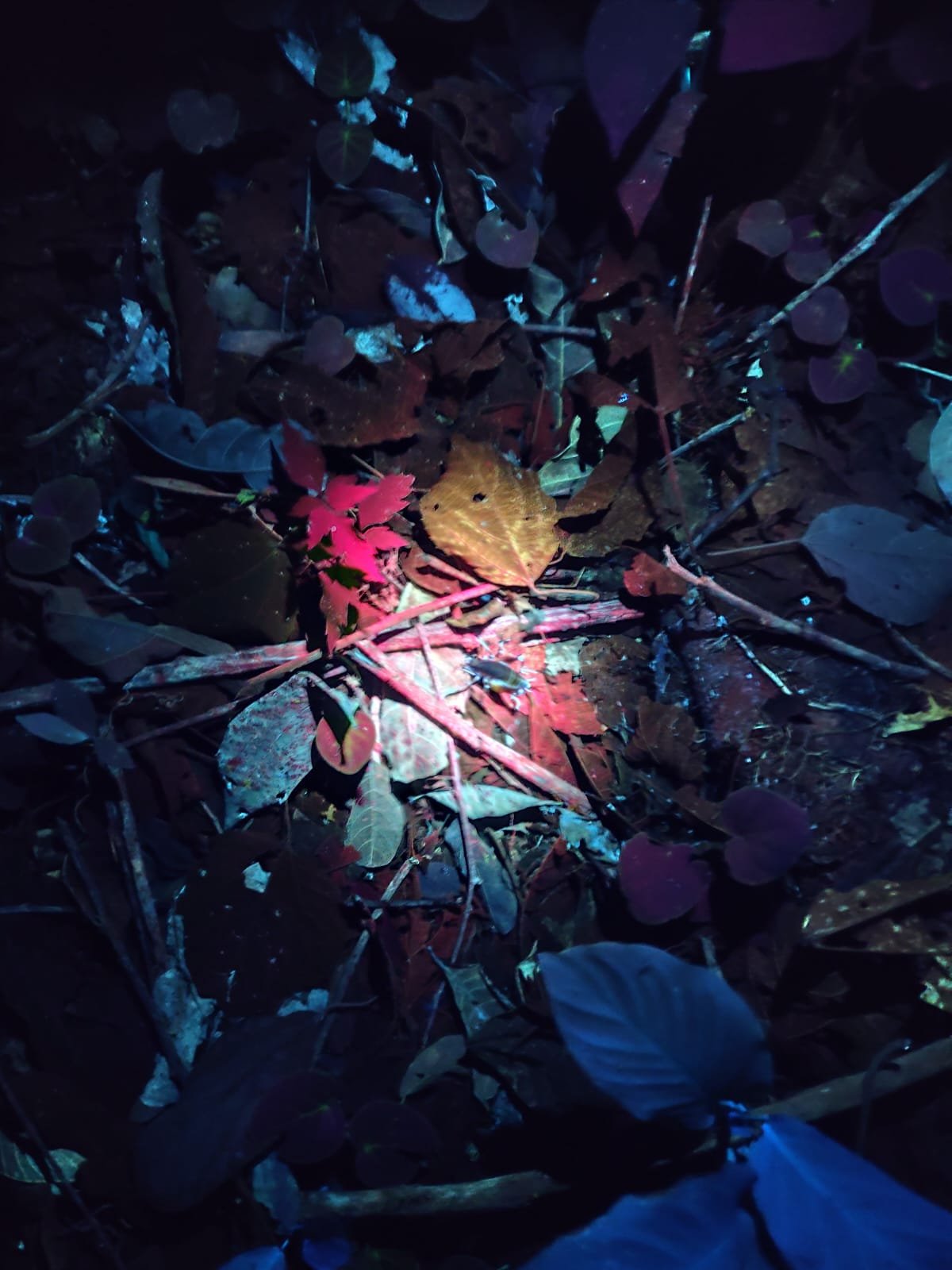 Imagem do WhatsApp de 2025-03-17 à(s) 10.22.04_e2f5c34c