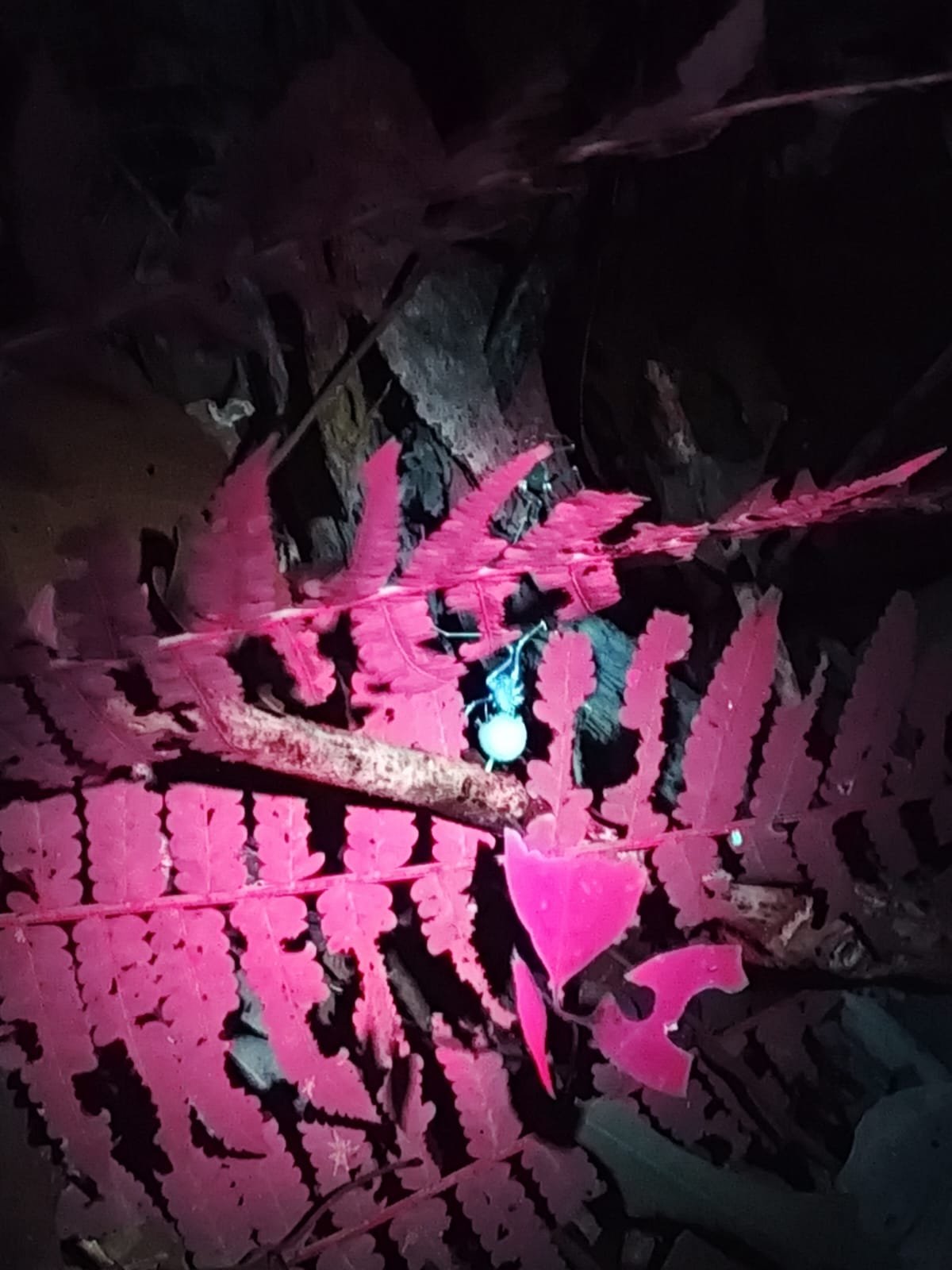 Imagem do WhatsApp de 2025-03-17 à(s) 10.22.16_60280f5b