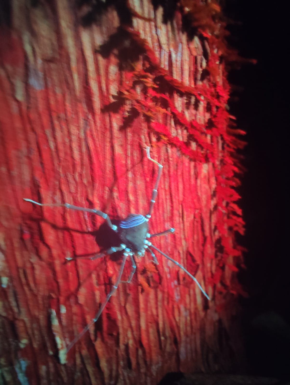 Imagem do WhatsApp de 2025-03-17 à(s) 10.22.17_378f98bc