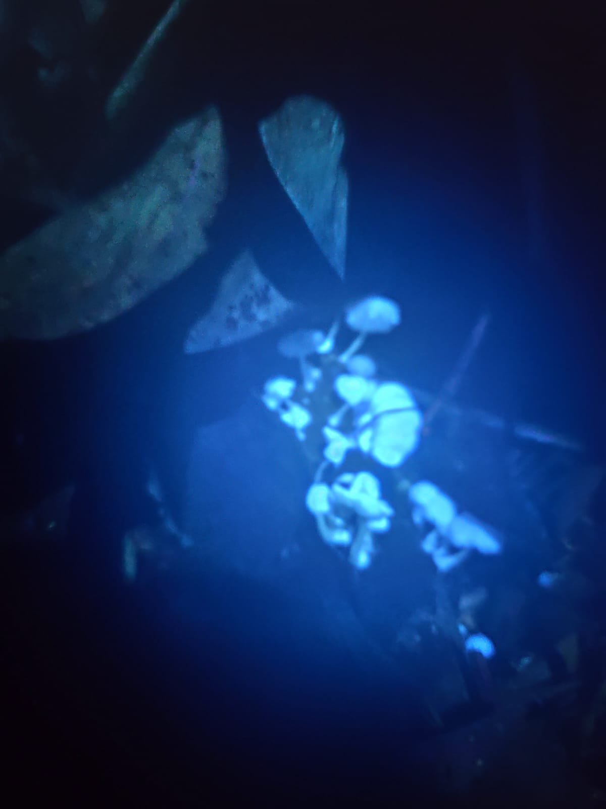 Imagem do WhatsApp de 2025-03-17 à(s) 10.22.17_e2e76d86