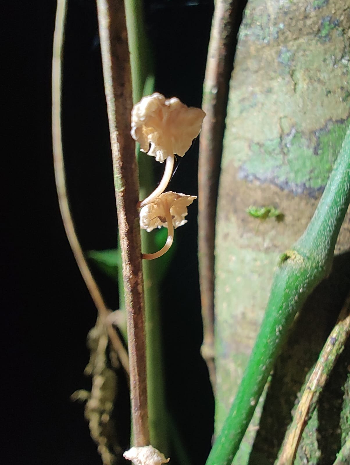 Imagem do WhatsApp de 2025-03-17 à(s) 10.22.18_69272c35