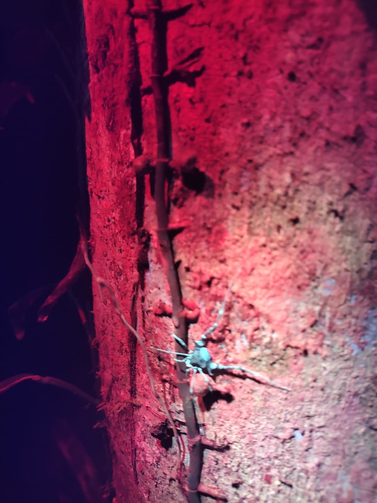 Imagem do WhatsApp de 2025-03-17 à(s) 10.22.20_c0e94066