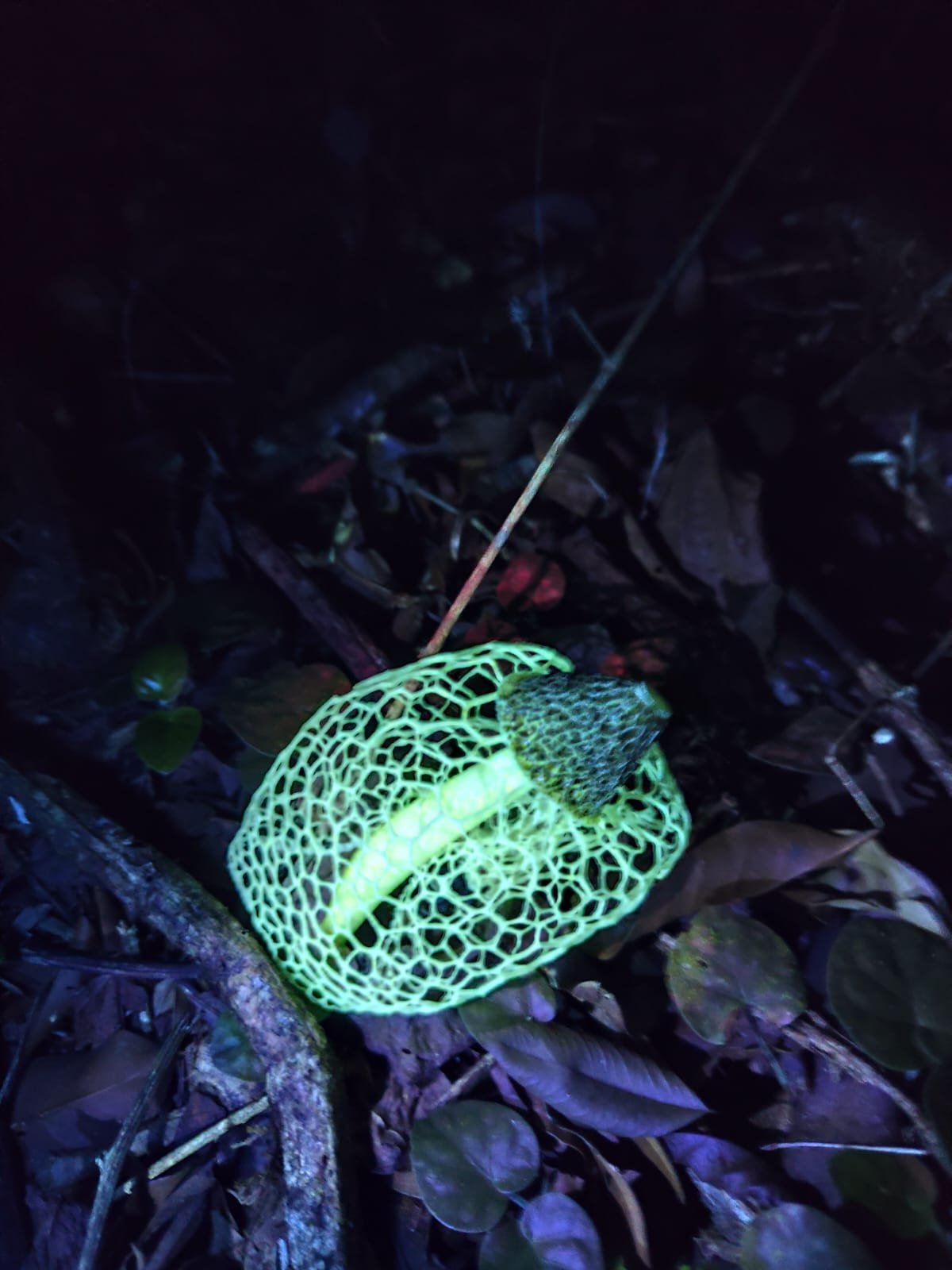 Imagem do WhatsApp de 2025-03-17 à(s) 10.22.30_61bef32a