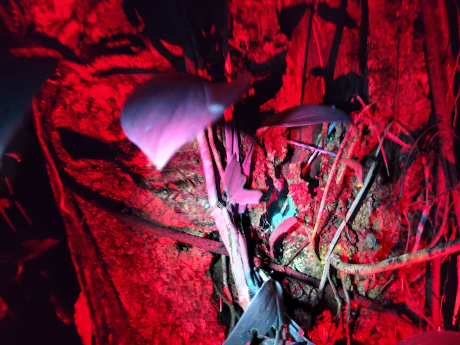 Imagem do WhatsApp de 2025-03-17 à(s) 10.22.33_84bac4e9