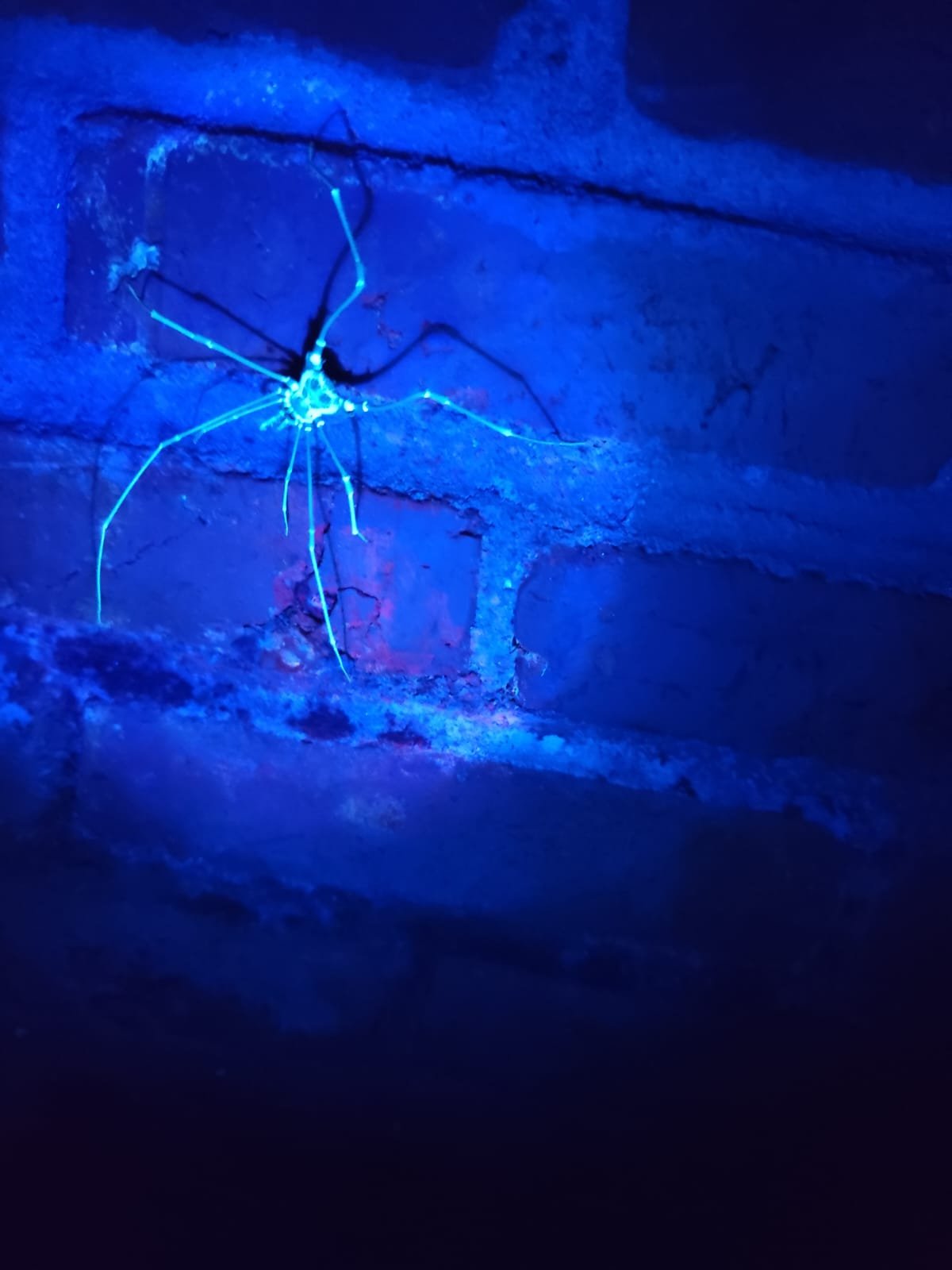 Imagem do WhatsApp de 2025-03-17 à(s) 10.22.34_facfc60d