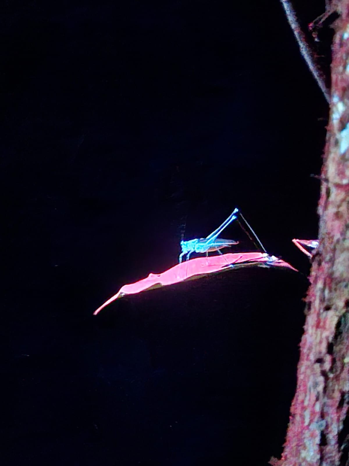 Imagem do WhatsApp de 2025-03-17 à(s) 10.24.29_b45479c6