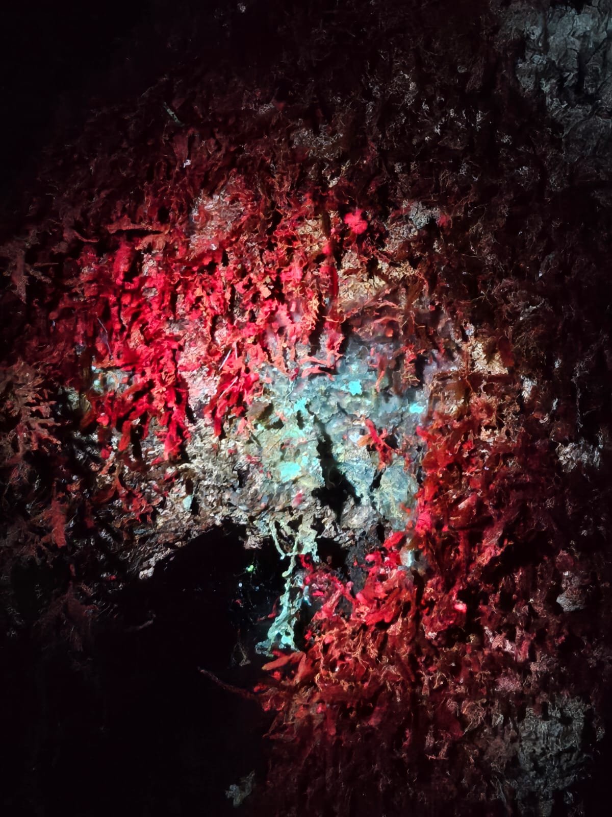 Imagem do WhatsApp de 2025-03-17 à(s) 10.24.31_a38b3d59