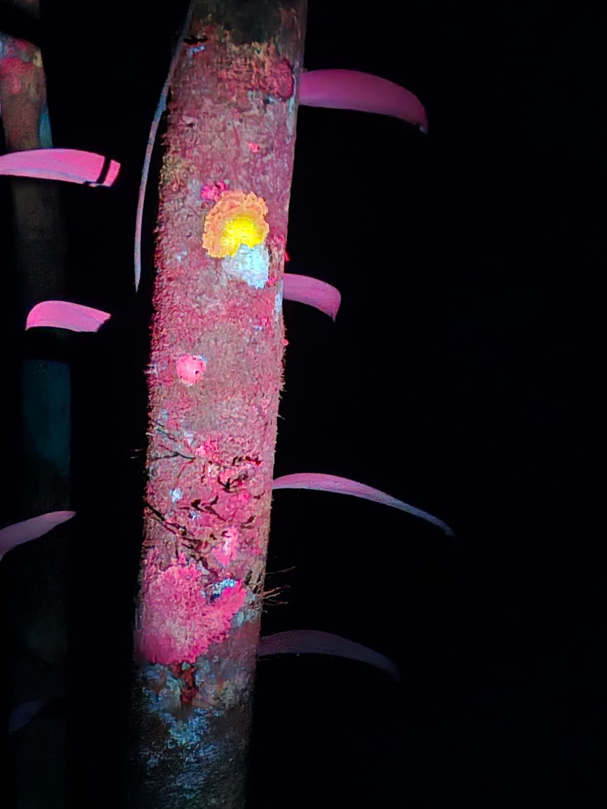 Imagem do WhatsApp de 2025-03-17 à(s) 10.24.45_dcd79a69